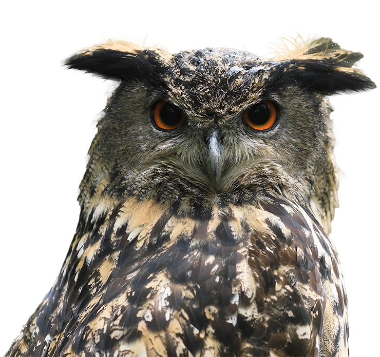 owl